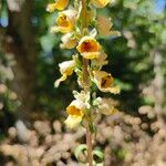 Digitalis ferruginea Žiedas