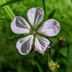 Geranium richardsonii Fleur