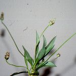 Plantago amplexicaulis 花