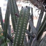 Pachycereus pecten-aboriginum Corteza