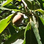 Quercus castaneifolia Fruit