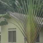 Ravenala madagascariensisBark