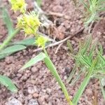 Cenchrus spinifex Hábito