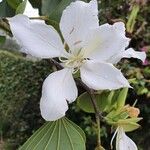 Bauhinia variegata Blomst