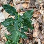 Ilex aquifolium Blad