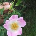Rosa micrantha Cvet