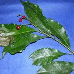 Eumachia astrellantha 葉