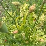 Papaver setiferum Foglia