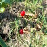 Solanum sisymbriifolium Plod