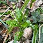 Mercurialis perennis Hoja