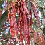Acacia saligna Fruit