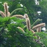 Pentaclethra eetveldeana Flower