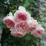 Rosa chinensisFleur