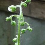 Saxifraga stolonifera Flower