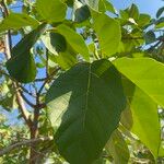 Cordia dodecandra Hostoa