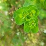 Euphorbia helioscopia花