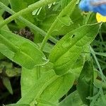 Cynoglossum amabile Φύλλο