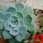 Echeveria australis Leaf