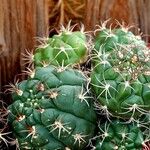 Gymnocalycium pflanzii Hoja