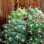 Gymnocalycium pflanzii Folha