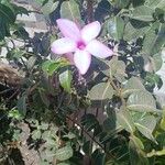 Cryptostegia madagascariensis Flower