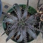 Dyckia encholirioides Fulla