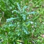 Leucanthemum vulgare পাতা