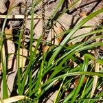 Carex picta Leaf