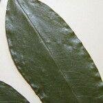 Ormosia melanocarpa Otro