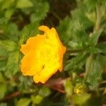 Ranunculus montanus Flors