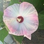 Hibiscus palustris Other