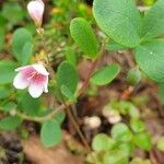 Linnaea borealis Blüte