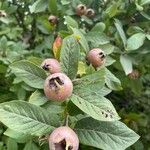 Crataegus germanica Foglia