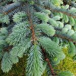 Picea engelmannii ഇല