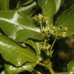 Jatropha gossypiifolia Fruit