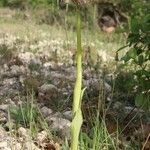 Orchis italicaHabitus