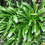 Agapanthus spp. Habit