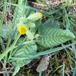 Primula verisBlüte