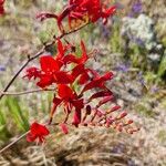 Crocosmia paniculata Flower