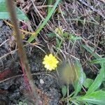 Ranunculus californicus Alkat (teljes növény)