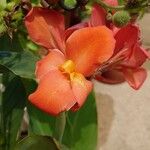 Canna iridiflora Квітка