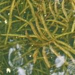 Potamogeton crispus Blad