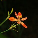 Iris domestica Cvet