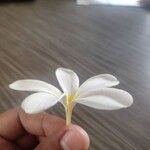 Plumeria obtusa Květ