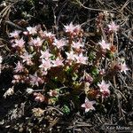 Sedum niveum Habitus