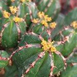 Euphorbia officinarum Flor