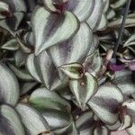 Tradescantia zebrina ഇല