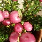 Gaultheria mucronata Fruit