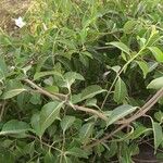 Cryptostegia grandiflora Leaf