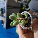Crassula rogersii Hoja